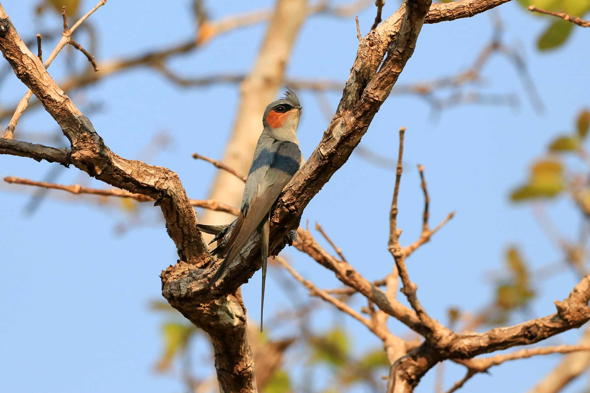 インドカンムリアマツバメ