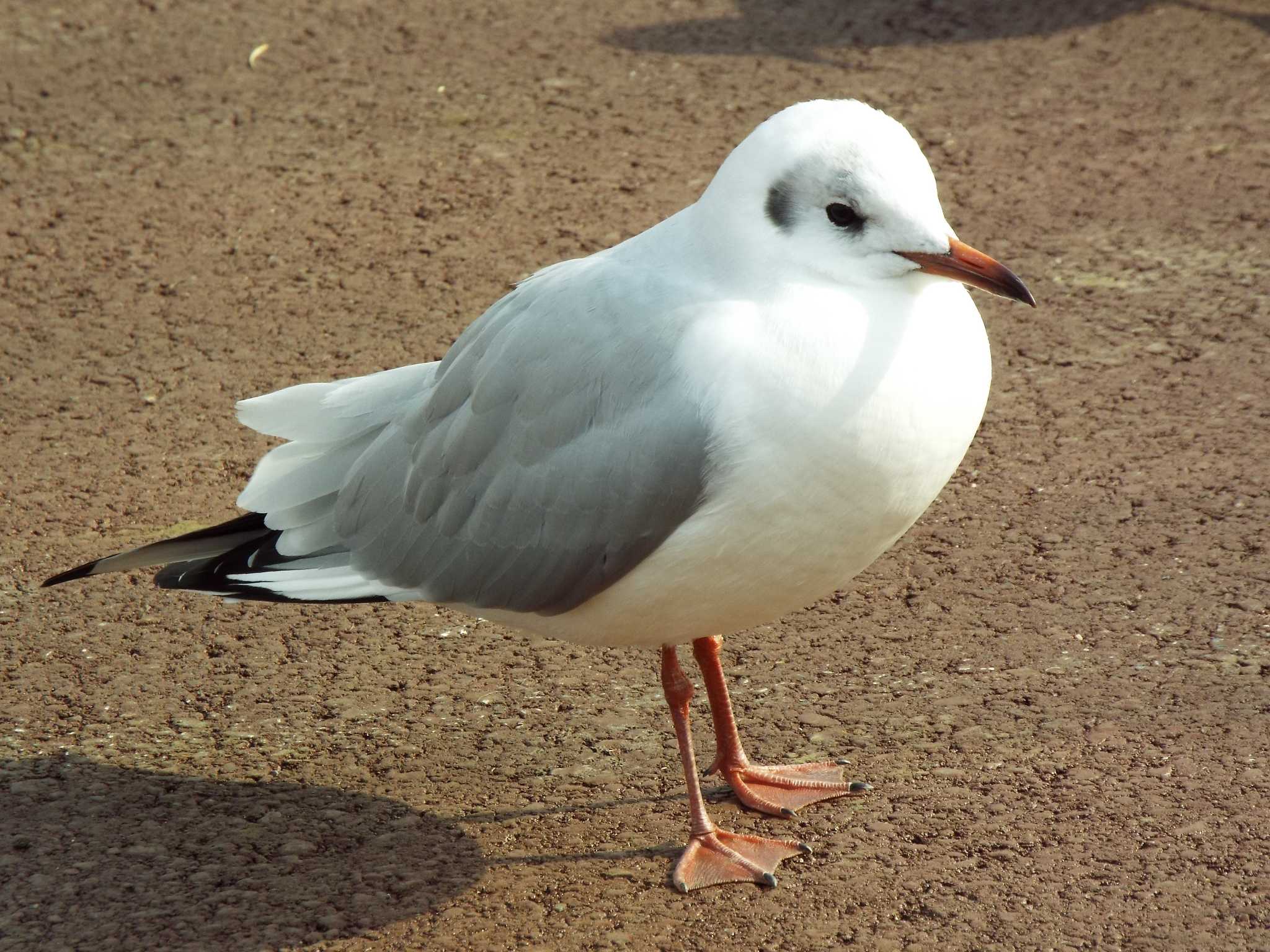 ユリカモメ