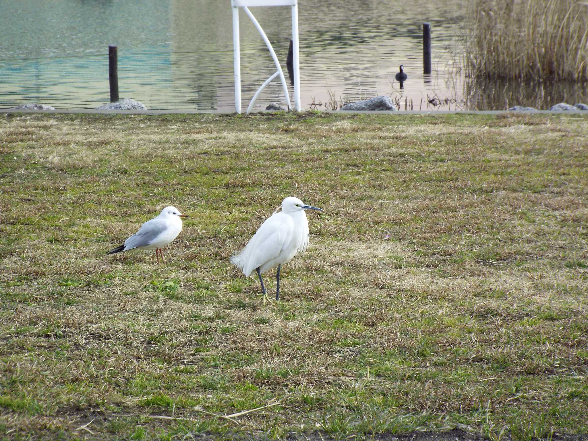 東あずま中川 コサギの写真 by natoto