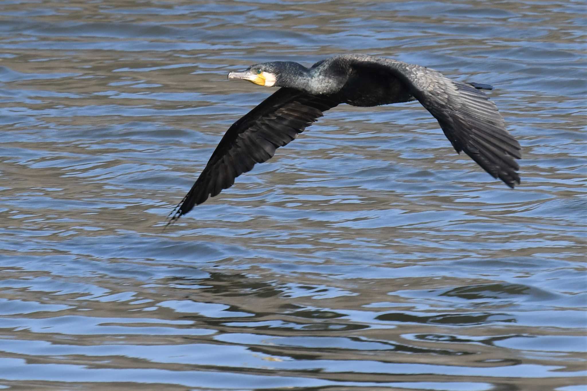 愛媛県新居浜市 カワウの写真 by でみこ