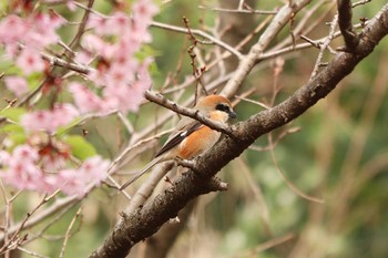 2020年3月13日(金) 三ツ池公園(横浜市鶴見区)の野鳥観察記録