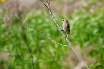 Mon, 3/9/2020 Birding report at 滋賀県