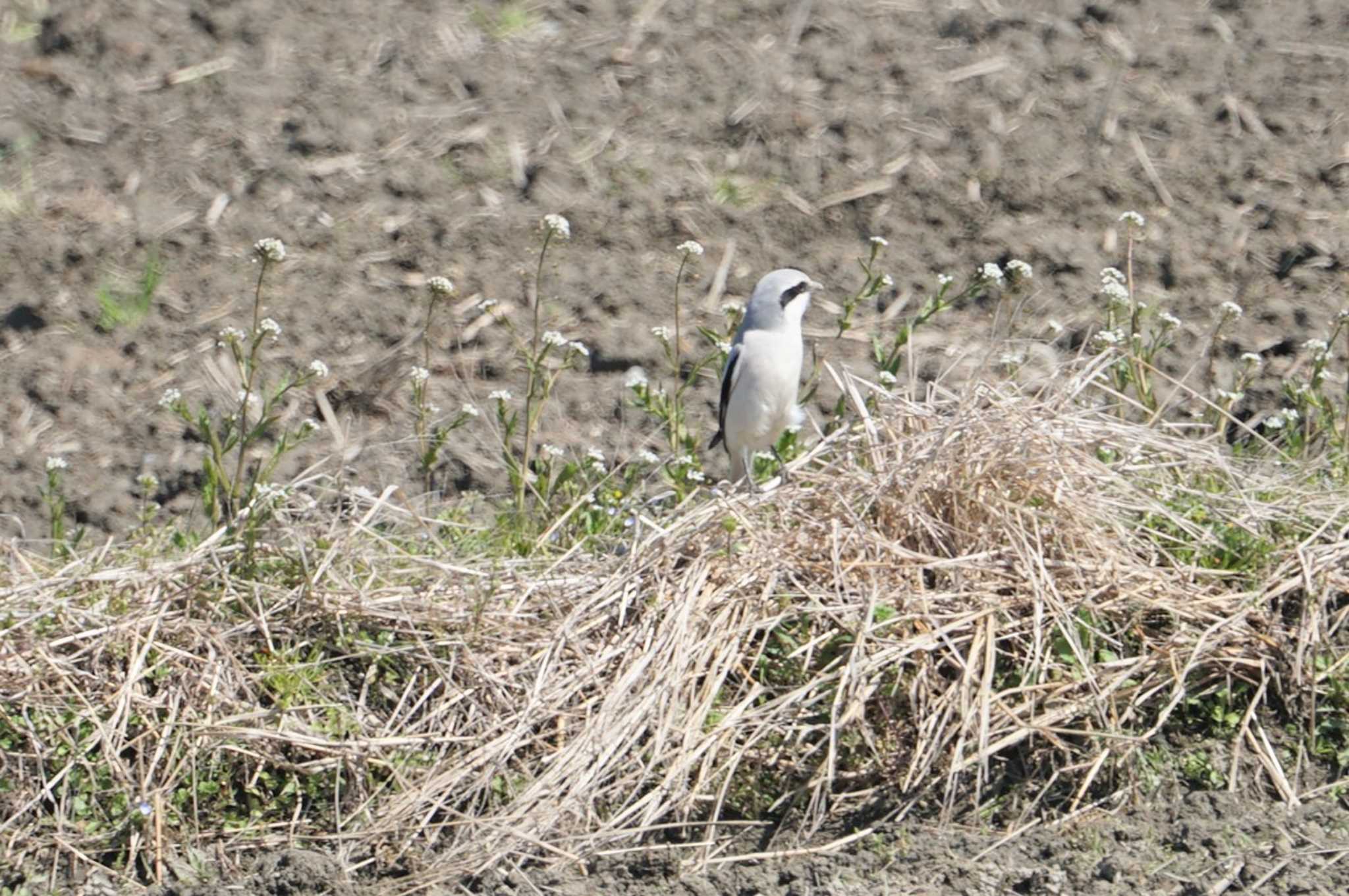 Chinese Grey Shrike