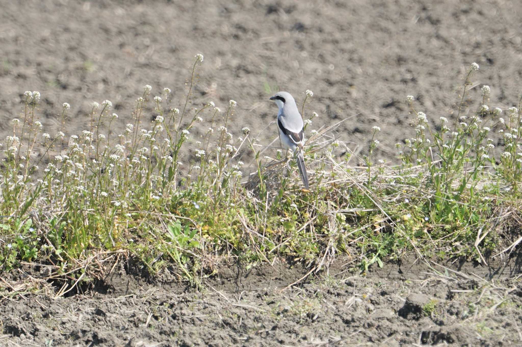 Photo of Chinese Grey Shrike at 滋賀県 by マル