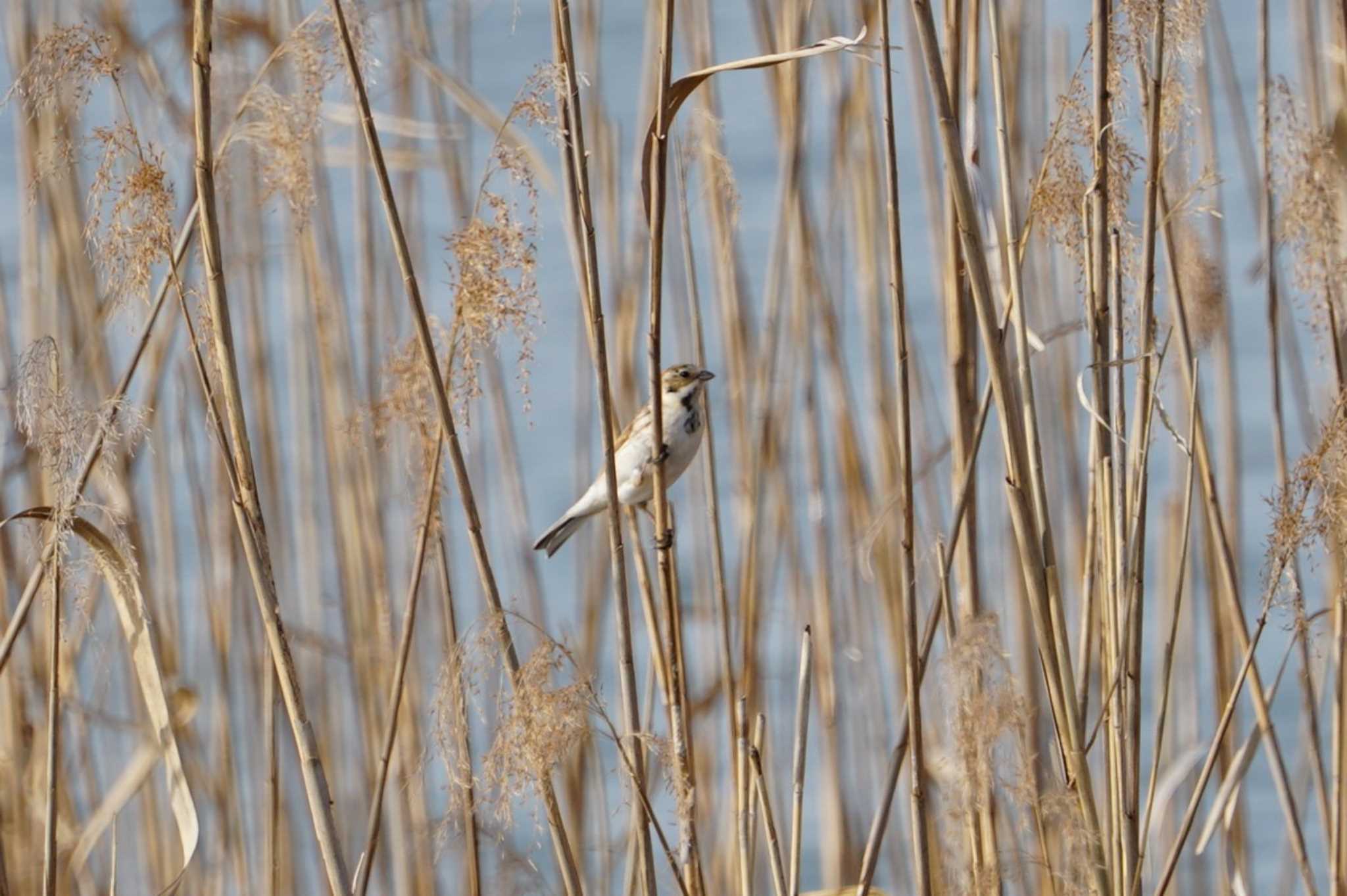 Common Reed Bunting