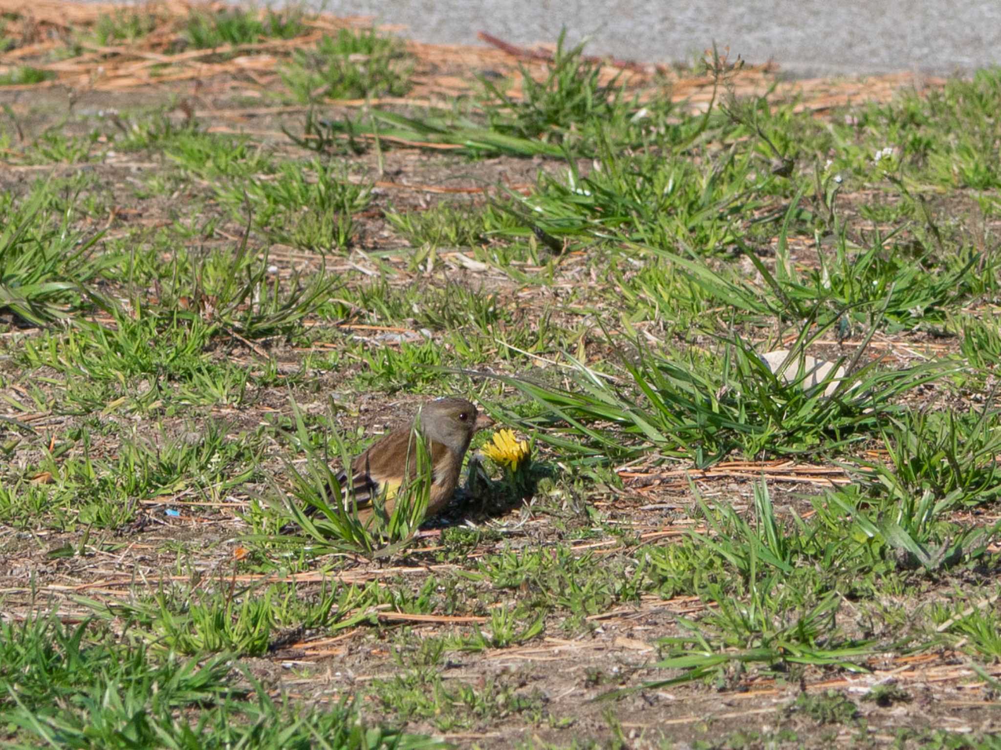 野島公園 カワラヒワの写真 by Tosh@Bird