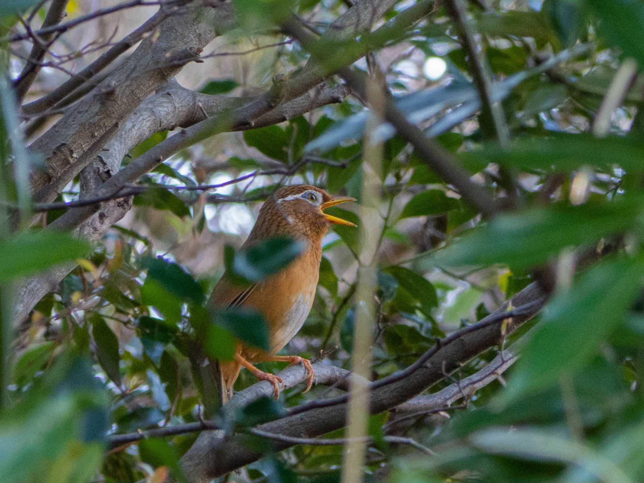 野島公園 ガビチョウの写真 by Tosh@Bird