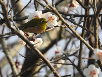 メジロ 三神峯公園 2020年3月17日(火)