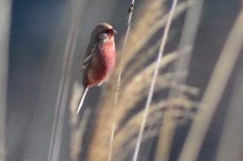 Siberian Long-tailed Rosefinch 北柏ふるさと公園 Sat, 1/2/2016