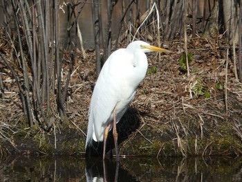 2020年3月18日(水) 北大研究林(北海道大学苫小牧研究林)の野鳥観察記録