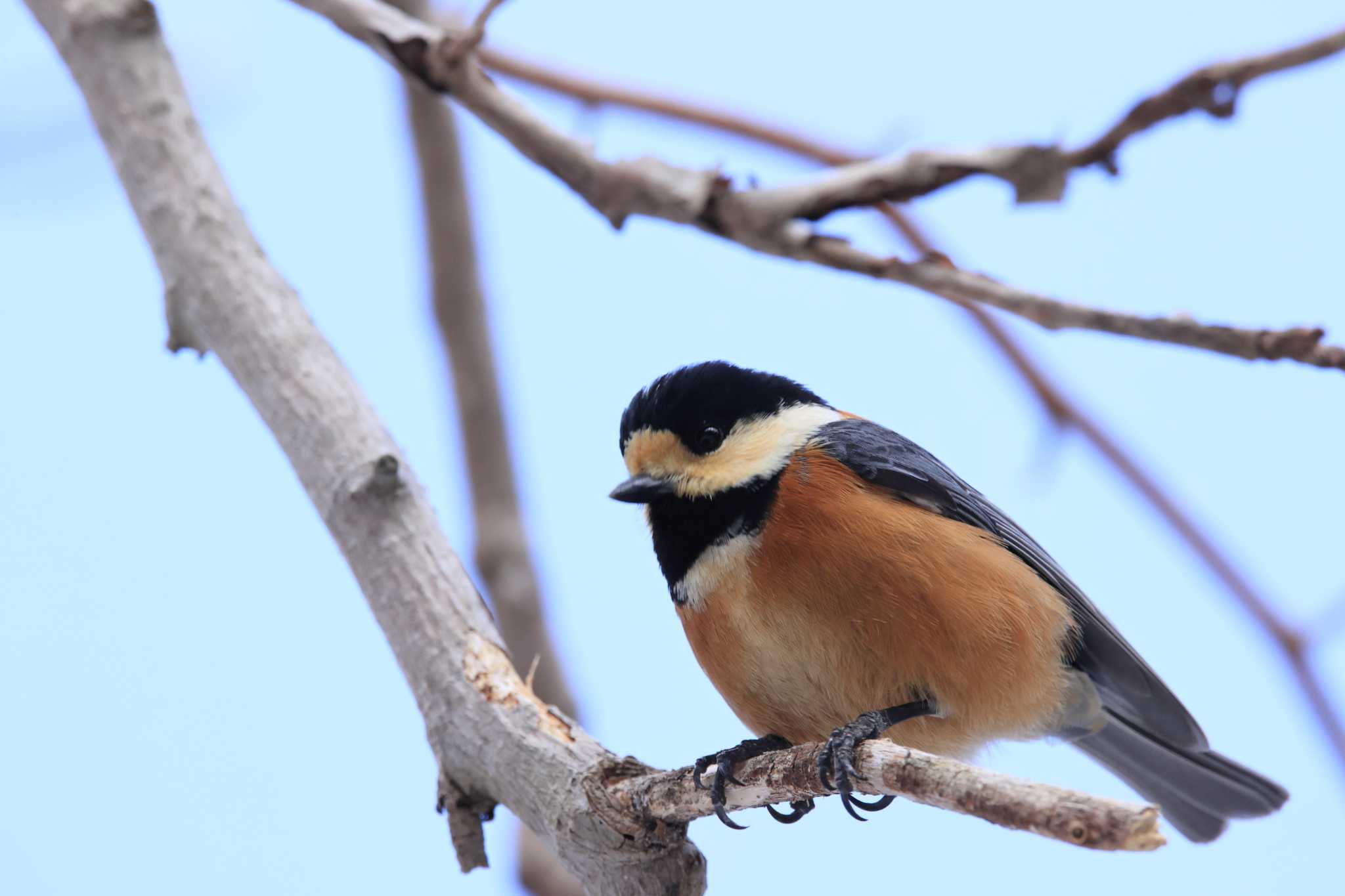 Photo of Varied Tit at Tomakomai Experimental Forest by かちこ