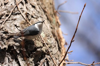 ゴジュウカラ 北大研究林(北海道大学苫小牧研究林) 2020年3月17日(火)