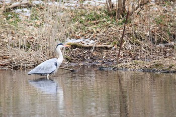 Grey Heron Tomakomai Experimental Forest Tue, 3/17/2020