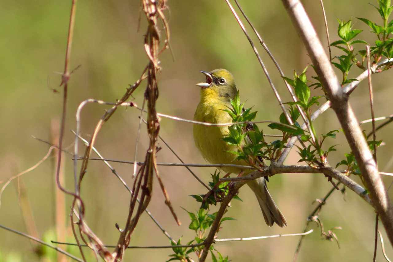 Photo of Yellow Bunting at Karuizawa wild bird forest by Kazuyuki Watanabe