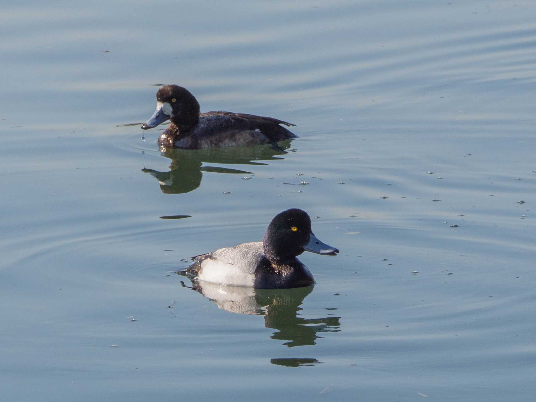 野島公園 スズガモの写真 by Tosh@Bird