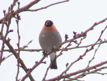 アカウソ 真駒内公園 2020年3月3日(火)