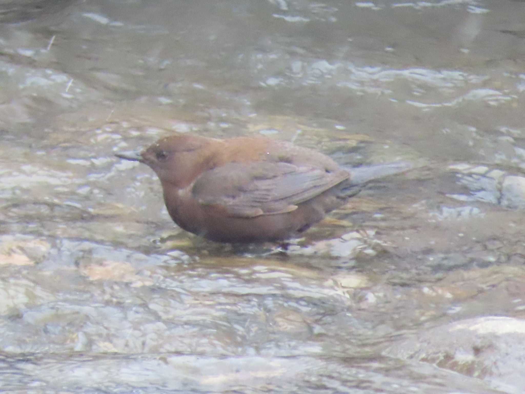 Brown Dipper