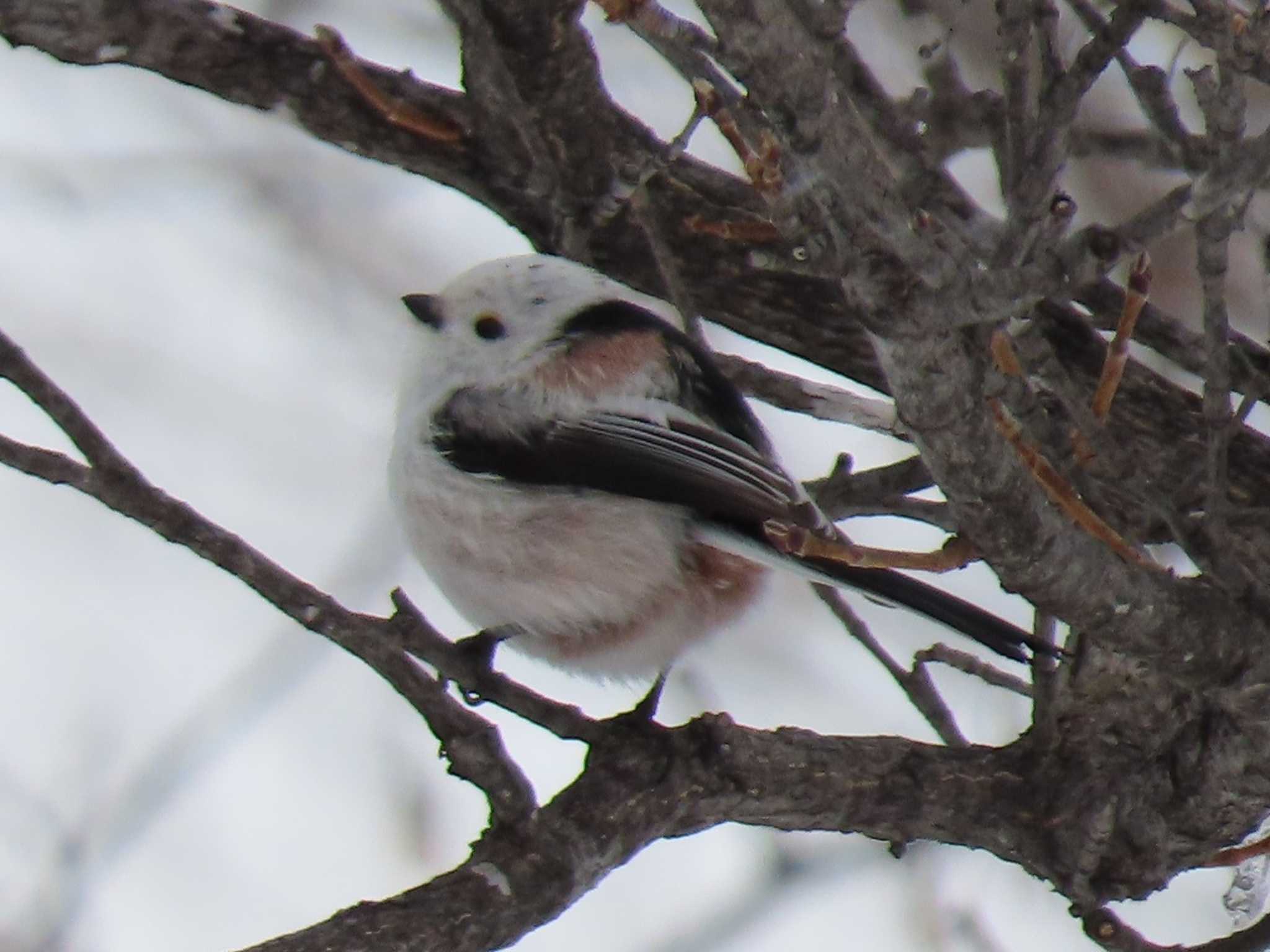 Long-tailed tit(japonicus)