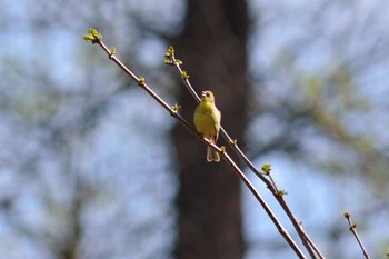 ノジコ 軽井沢野鳥の森 2015年5月2日(土)