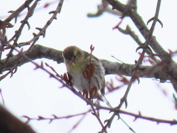 マヒワ 真駒内公園 2020年3月3日(火)