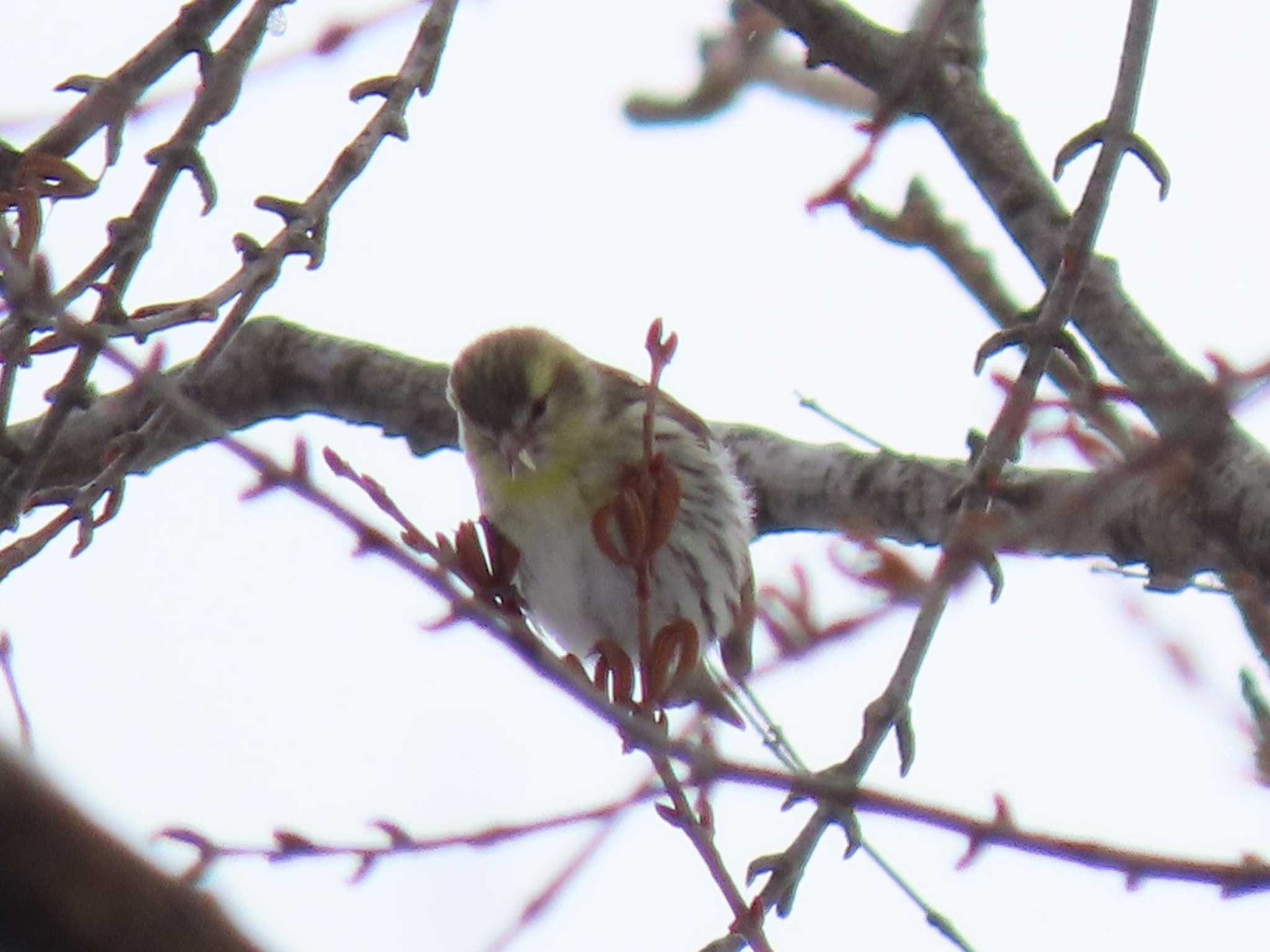 真駒内公園 マヒワの写真 by mackholy