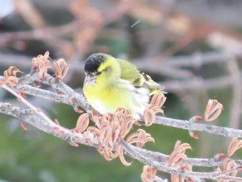 マヒワ 真駒内公園 2020年3月3日(火)