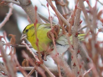 マヒワ 真駒内公園 2020年3月3日(火)