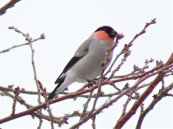 ウソ 真駒内公園 2020年3月3日(火)