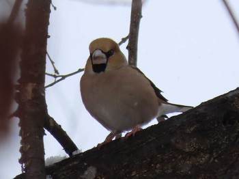 2020年3月3日(火) 真駒内公園の野鳥観察記録