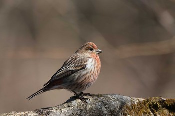 Sat, 2/27/2016 Birding report at 奥多摩周遊道路(浅間尾根駐車場)