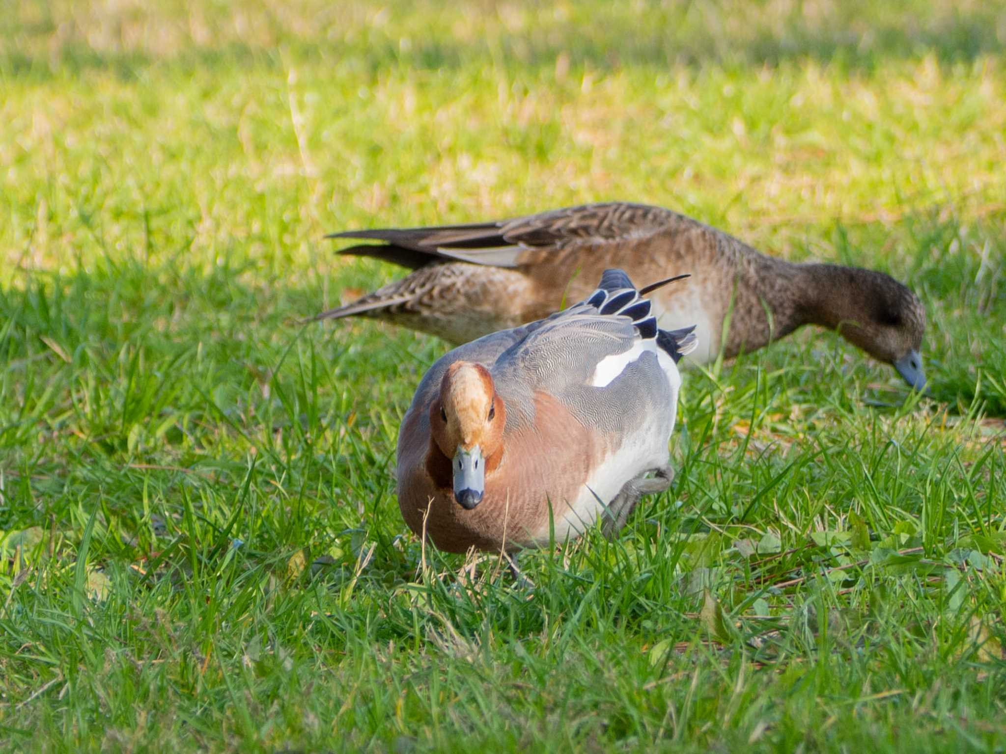 Eurasian Wigeon