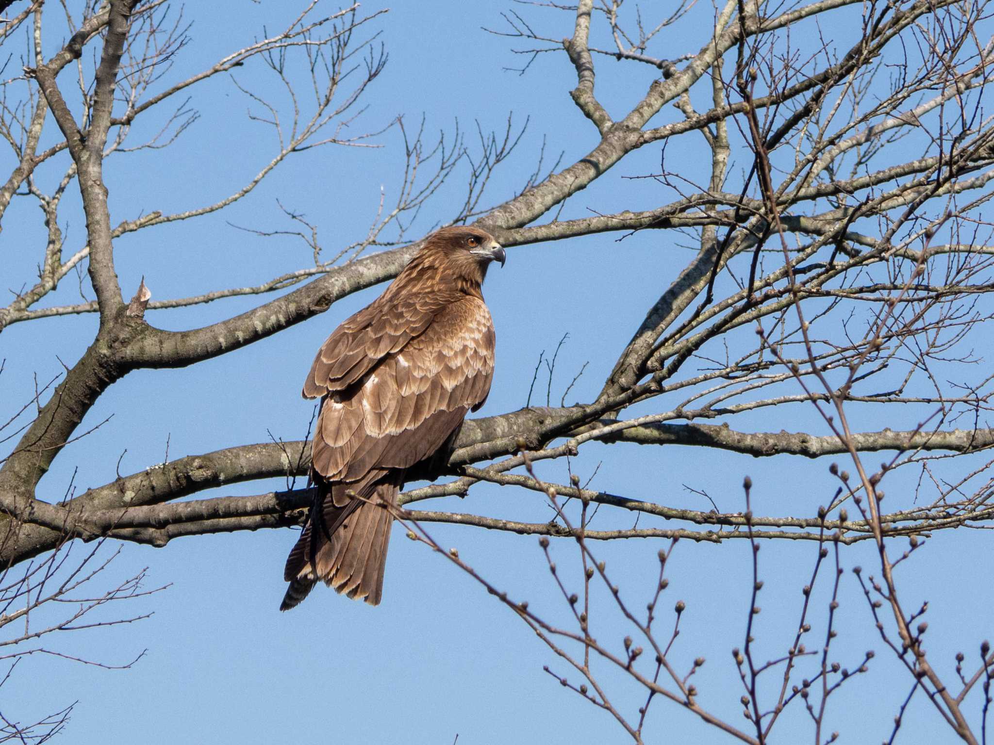 Black Kite