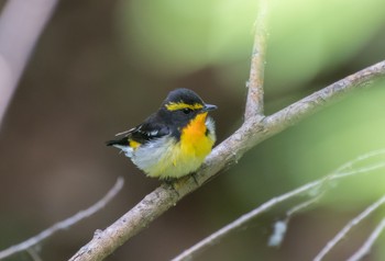 キビタキ 旭山記念公園 2019年6月1日(土)