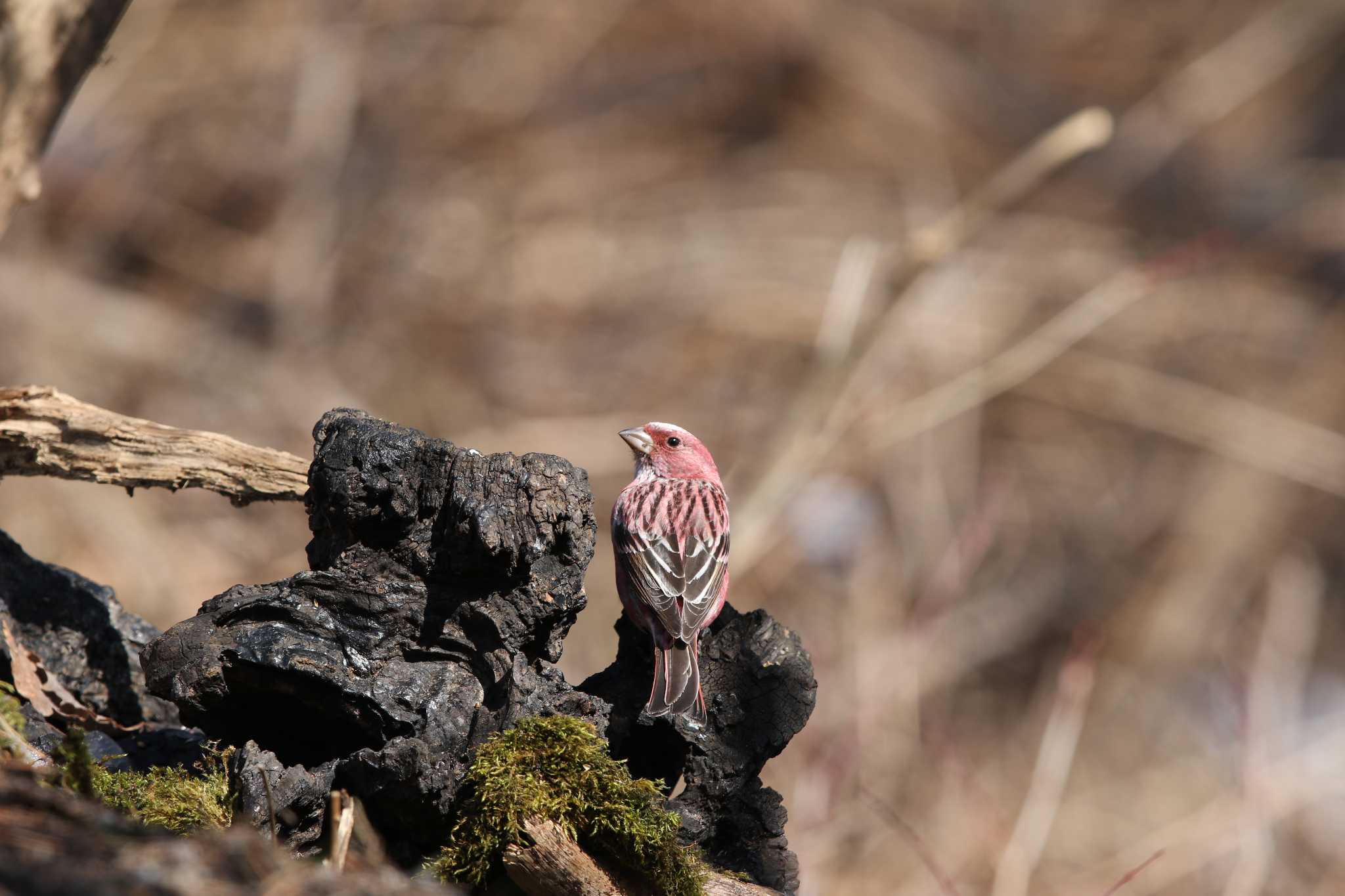 Photo of Pallas's Rosefinch at 奥多摩周遊道路(浅間尾根駐車場) by Trio