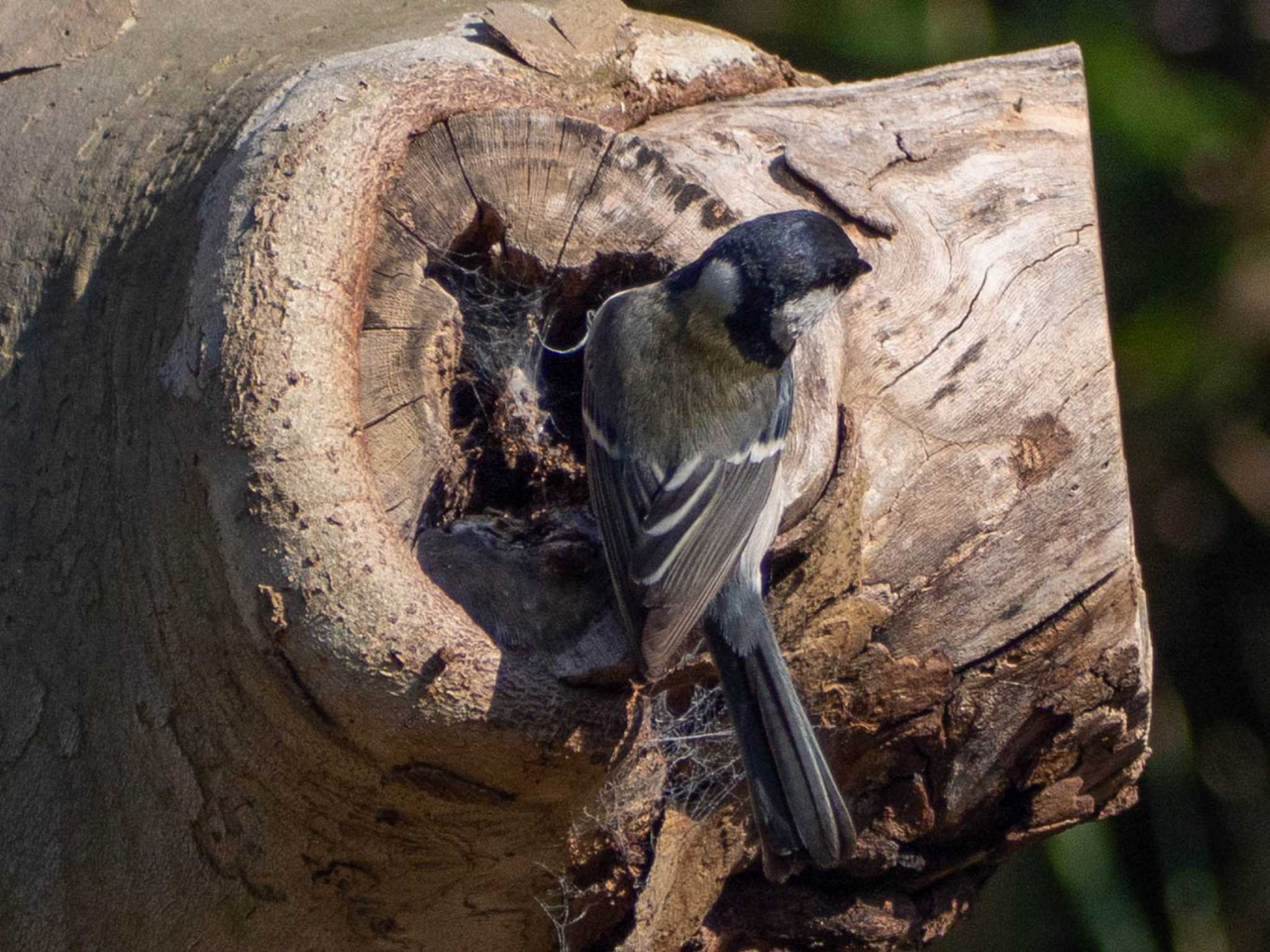 Japanese Tit