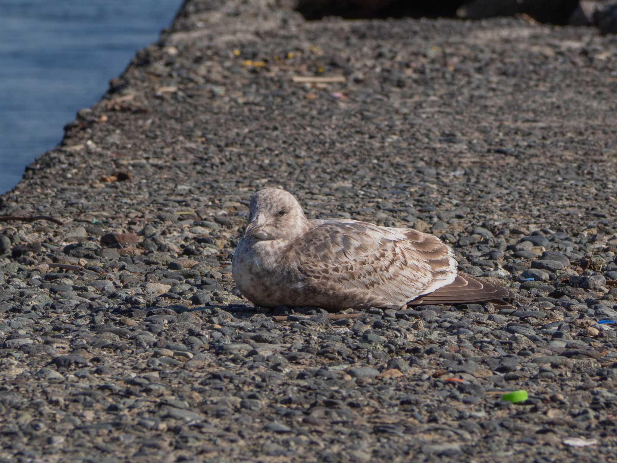 Slaty-backed Gull