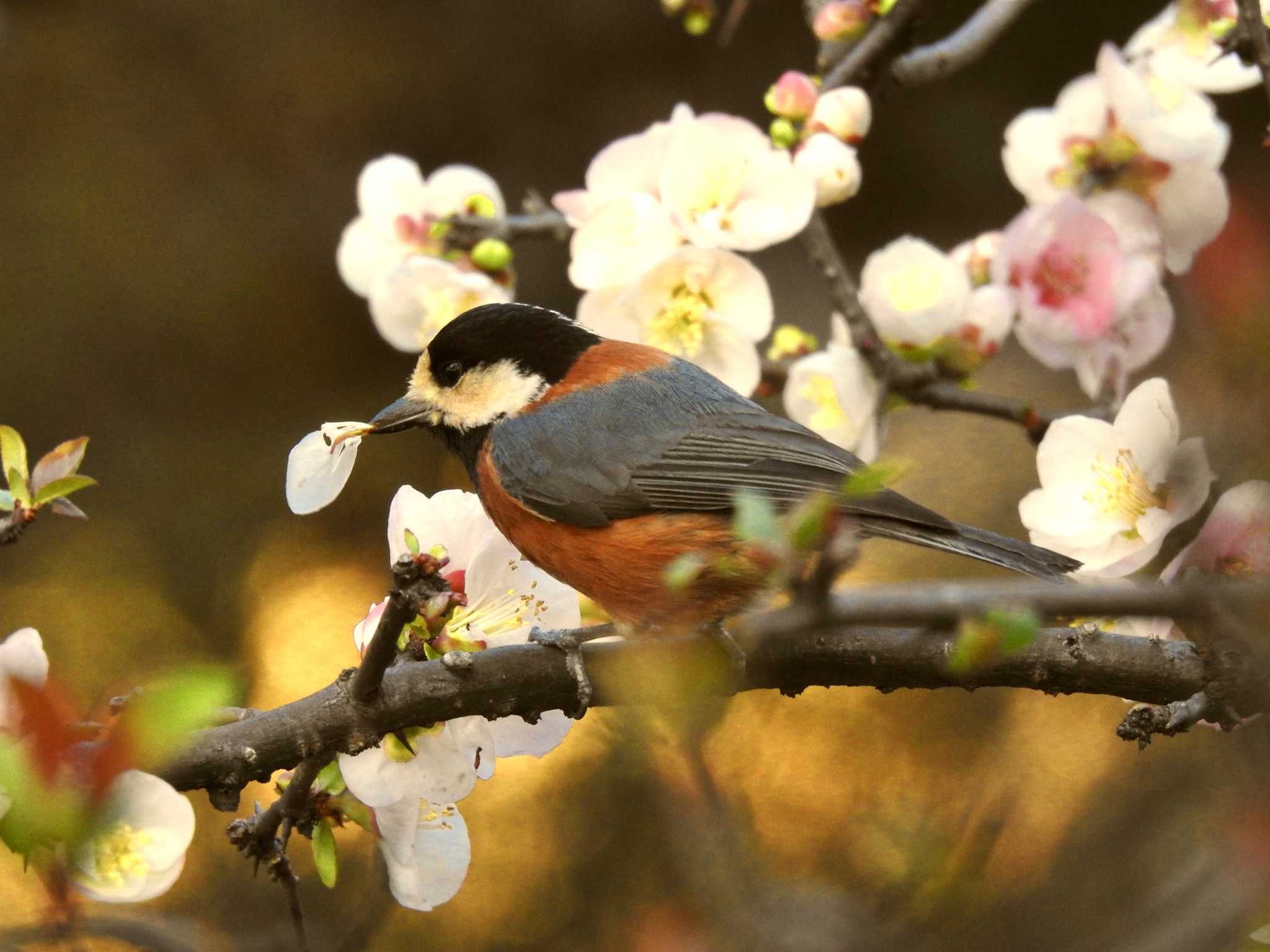 Photo of Varied Tit at Shinjuku Gyoen National Garden by TK2