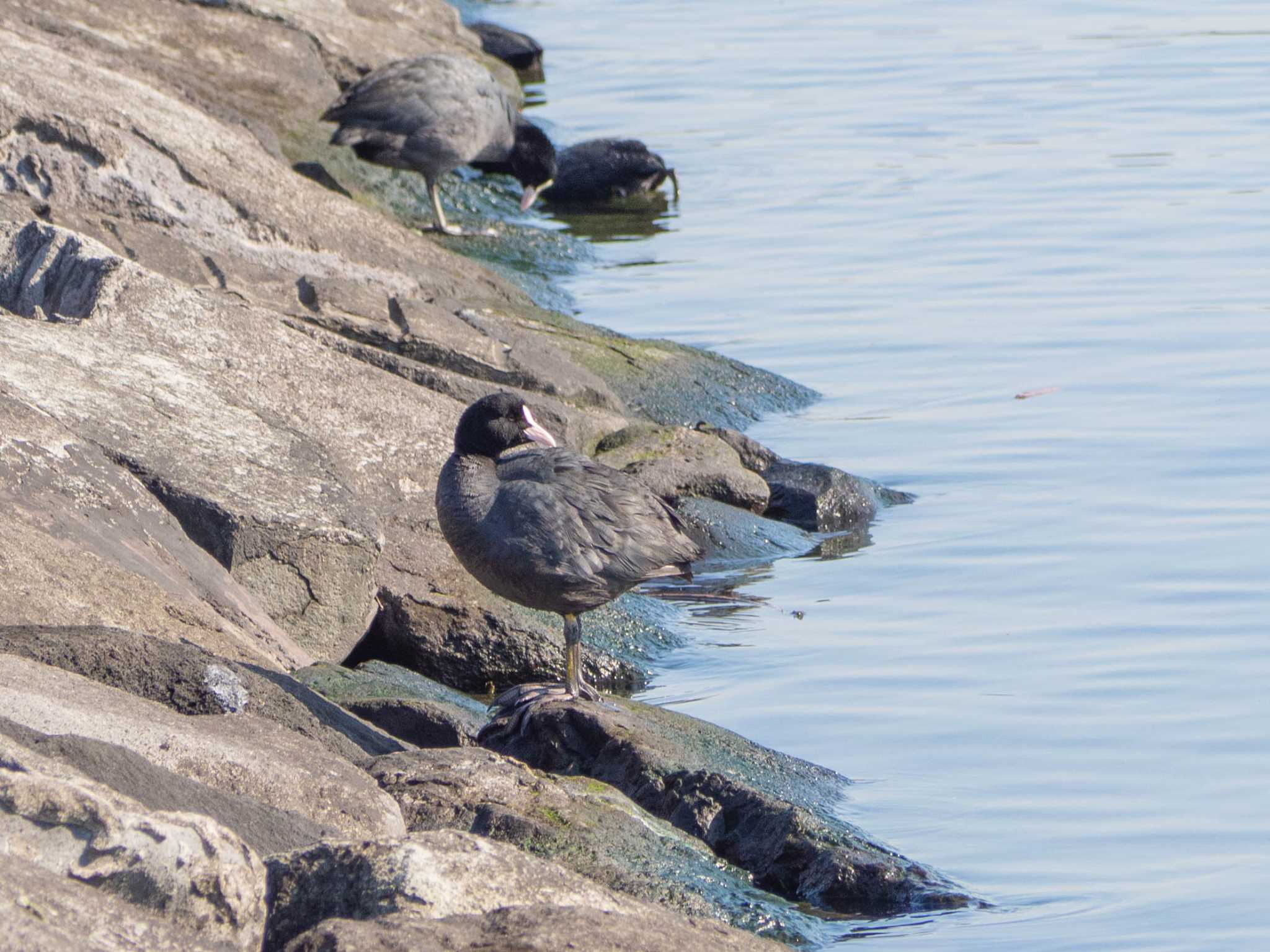 Eurasian Coot