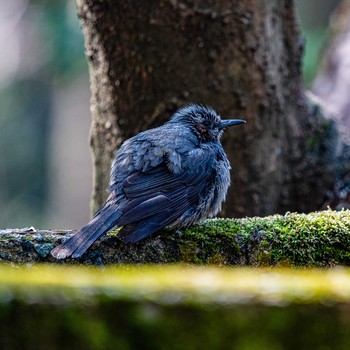 Brown-eared Bulbul 石川県白山市 Wed, 3/18/2020