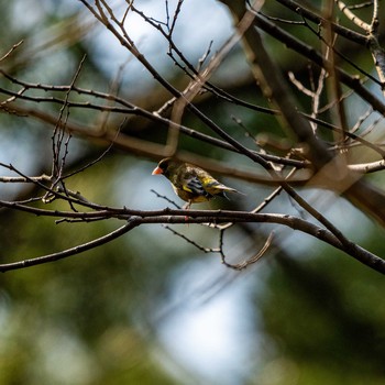 Masked Bunting 石川県白山市 Wed, 3/18/2020