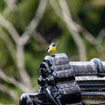 Grey Wagtail 石川県白山市 Wed, 3/18/2020