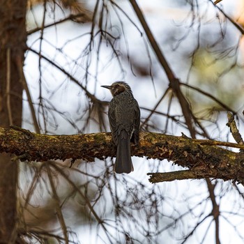 Brown-eared Bulbul 石川県白山市 Wed, 3/18/2020