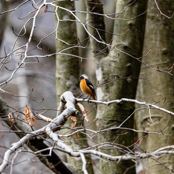 Daurian Redstart 石川県白山市1 Wed, 3/18/2020