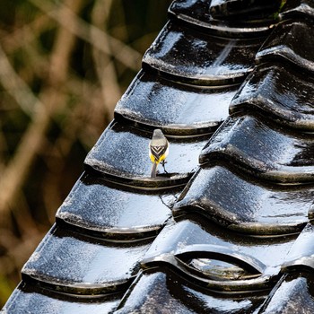 Grey Wagtail 石川県白山市 Wed, 3/18/2020