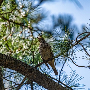 Dusky Thrush 石川県白山市 Wed, 3/18/2020