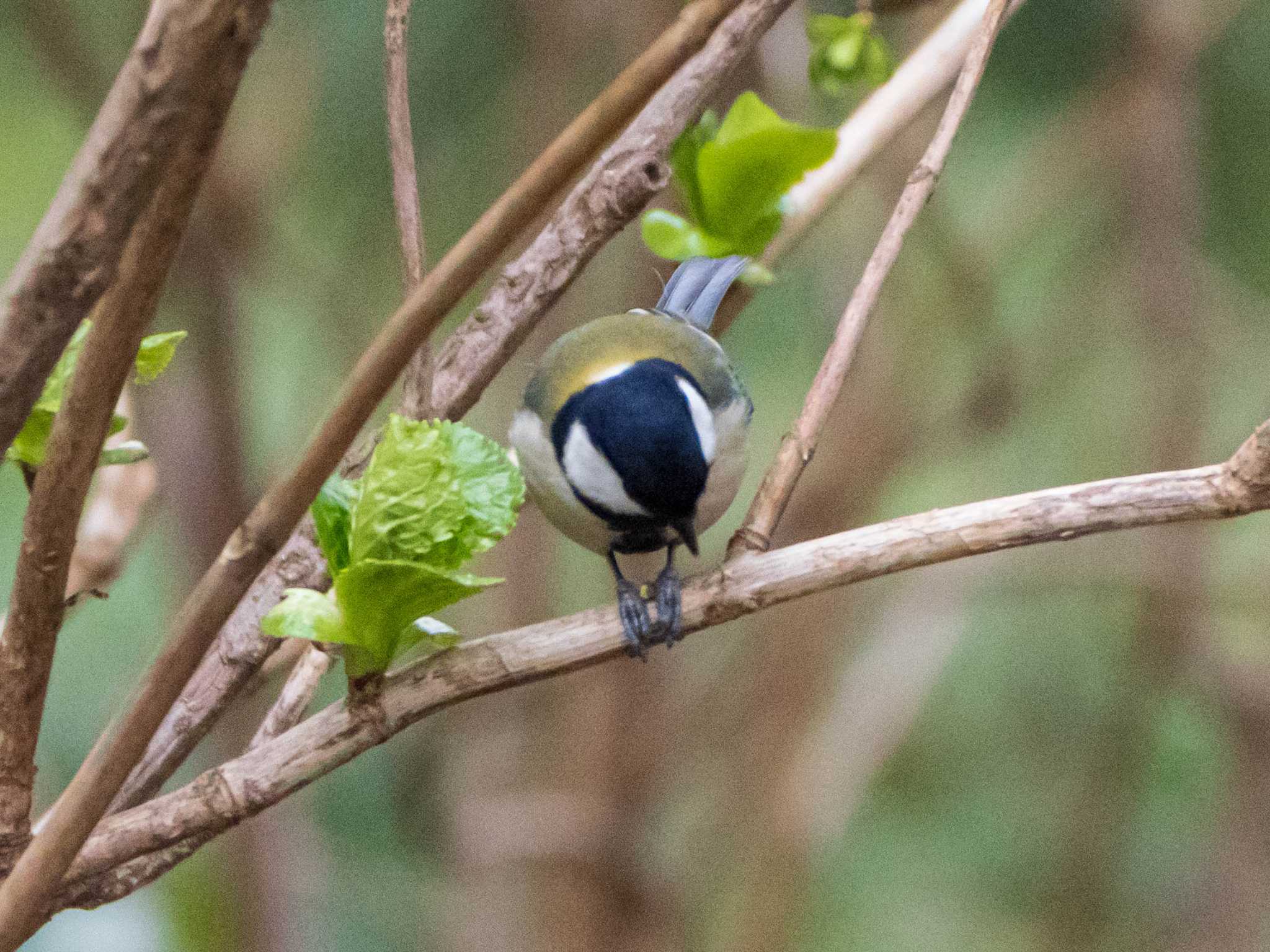 シジュウカラ