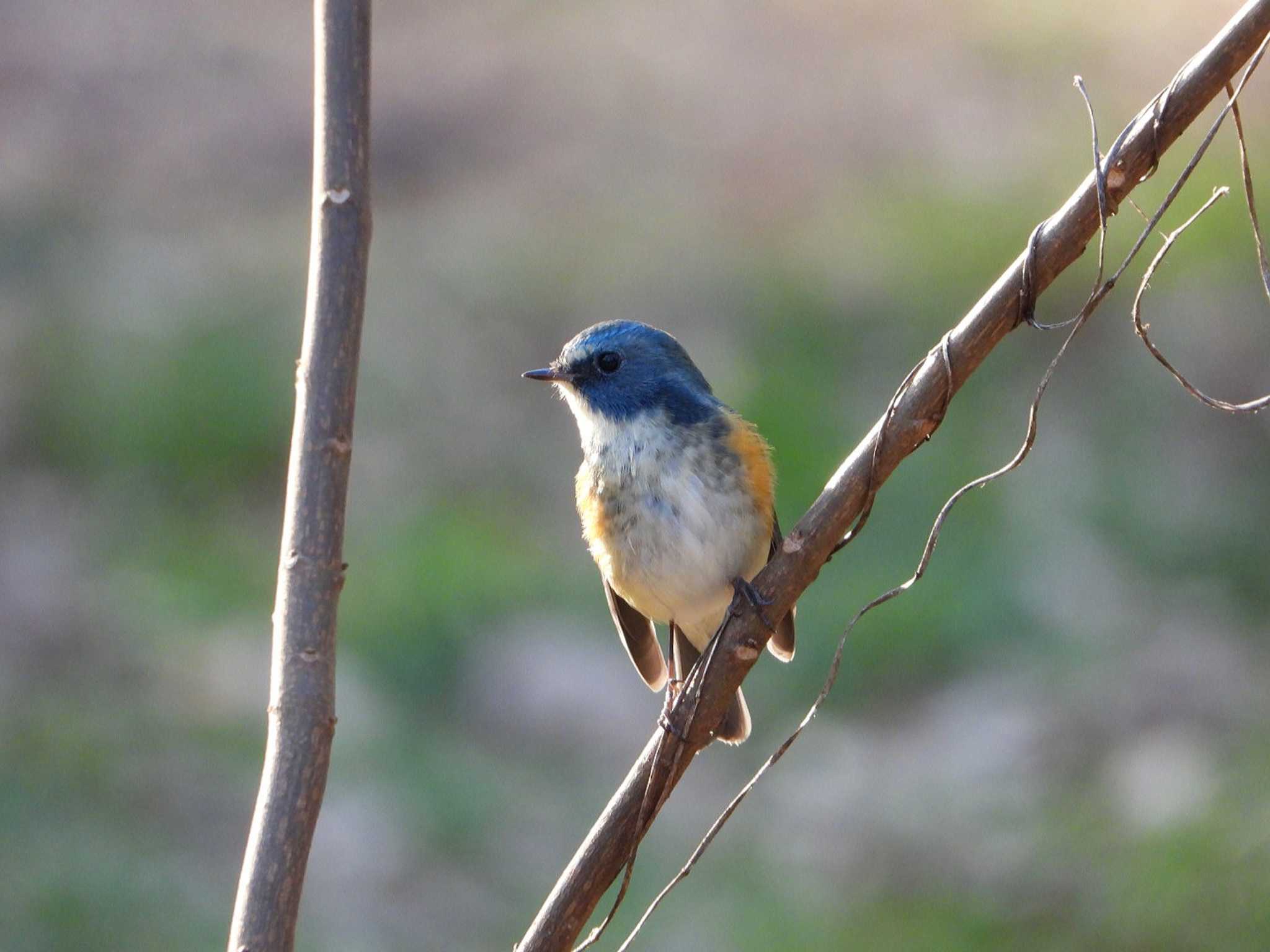 Photo of Red-flanked Bluetail at Showa Kinen Park by リアン