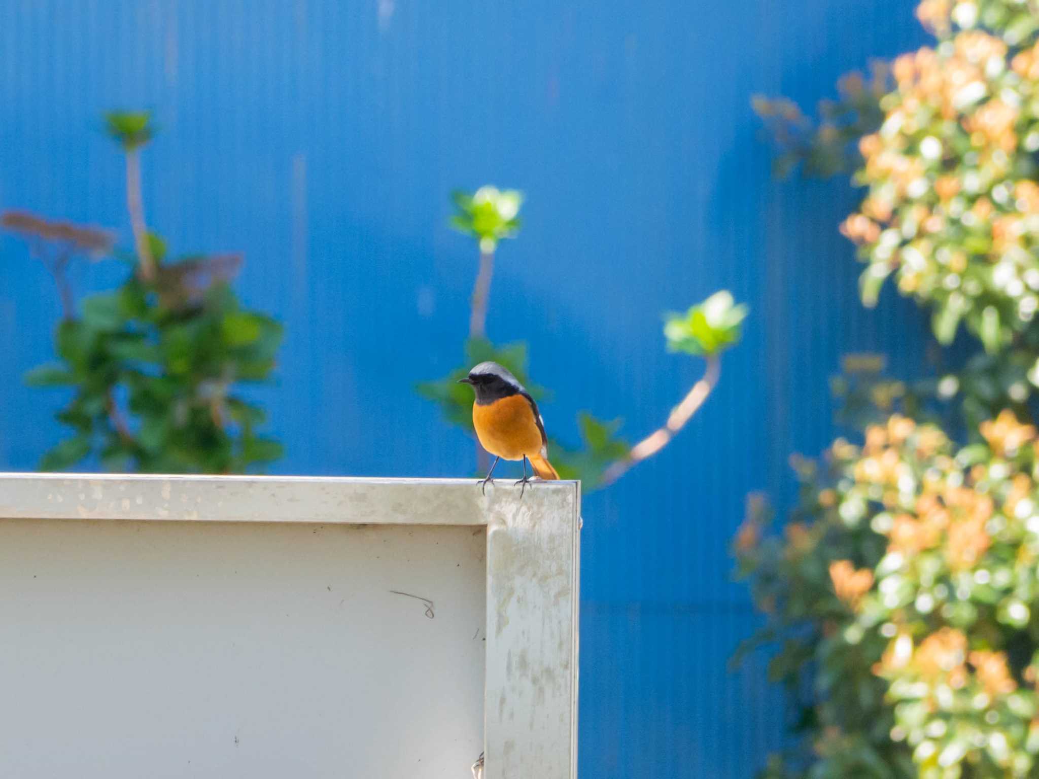 Daurian Redstart