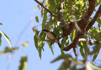 White-throated Honeyeater Iron Range National Park Sat, 10/12/2019