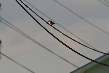 モズ 芝川第一調節池(芝川貯水池) 2016年2月27日(土)